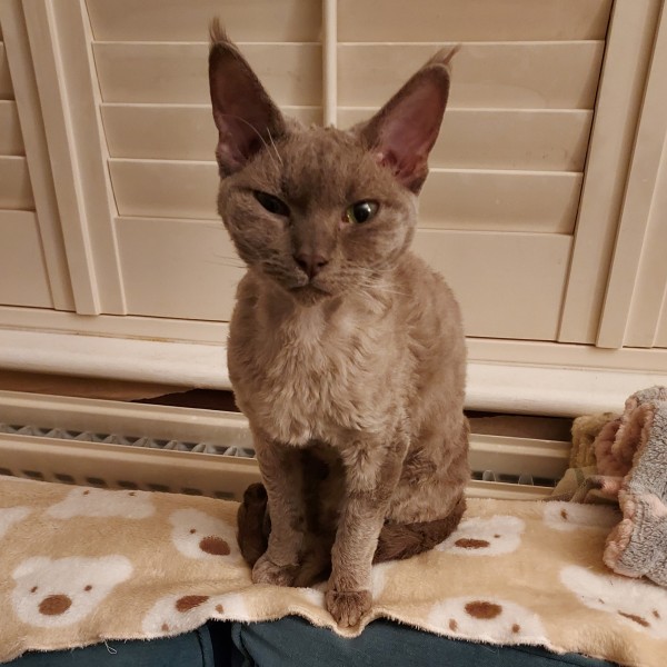 Lilac devon rex, Cat for rehoming